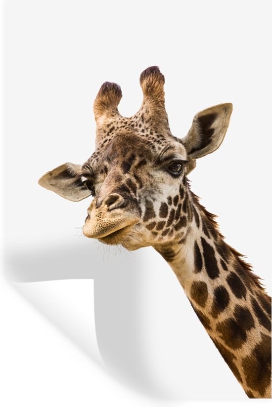 Muurstickers - Sticker Folie - Benieuwde giraffe voor een witte achtergrond - 80x120 cm - Plakfolie - Muurstickers Kinderkamer - Zelfklevend Behang - Zelfklevend behangpapier - Stickerfolie