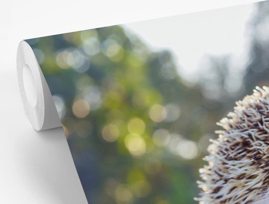 Papier peint photo peint vinyle - Manger hérisson largeur 330 cm x hauteur 220 cm - Tirage photo sur papier peint (disponible en 7 tailles)