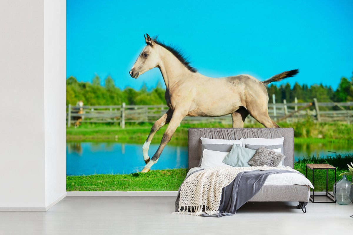 Behang - Fotobehang Paard - Meer - Gras - Breedte 330 cm x hoogte 220 cm - Nr1Wallpaper
