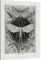 Alucita - Tineida (Kunstformen der Natur), Ernst Haeckel - Foto op Canvas - 30 x 40 cm