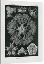 Astrophyton - Ophiodea (Kunstformen der Natur), Ernst Haeckel - Foto op Canvas - 30 x 40 cm