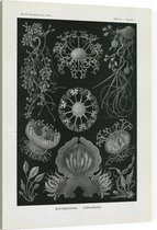 Erysiphe - Ascomycetes (Kunstformen der Natur), Ernst Haeckel - Foto op Canvas - 30 x 40 cm