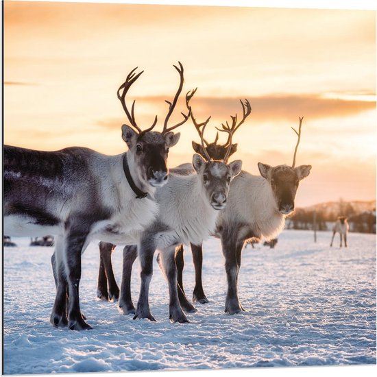 Dibond - Drie Rendieren op een Rij in de Sneeuw - 80x80cm Foto op Aluminium (Met Ophangsysteem)