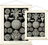 Maeandrina - Hexacoralla (Kunstformen der Natur), Ernst Haeckel - Foto op Textielposter - 45 x 60 cm