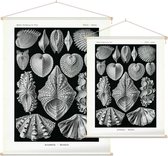 Cytherea - Acephala (Kunstformen der Natur), Ernst Haeckel - Foto op Textielposter - 120 x 160 cm