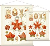 Asterias - Asteridea (Kunstformen der Natur), Ernst Haeckel - Foto op Textielposter - 45 x 60 cm