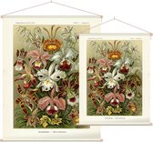 Cypripedium - Orchideae (Kunstformen der Natur), Ernst Haeckel - Foto op Textielposter - 120 x 160 cm