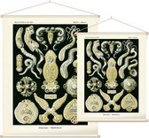 Diplozoon - Platodes (Kunstformen der Natur), Ernst Haeckel - Foto op Textielposter - 60 x 80 cm