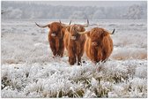 Poster – Drie Schotse Hooglanders - 150x100cm Foto op Posterpapier