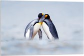 Acrylglas –Pinguïns – 120x80 (Wanddecoratie op Acrylglas)