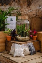 DIY Terrarium - Knutselen met kamerplanten - ecosysteem - met kurk - met handleiding
