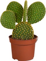 Cactus Mickey Mouse - Opuntia Microdasys hoogte 12cm potmaat 12cm