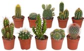 Cactus mix 5,5 cm | 10 stuks