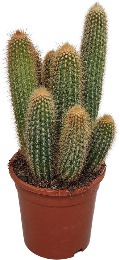 Vatricania – Guentheri – Hoogte 17cm