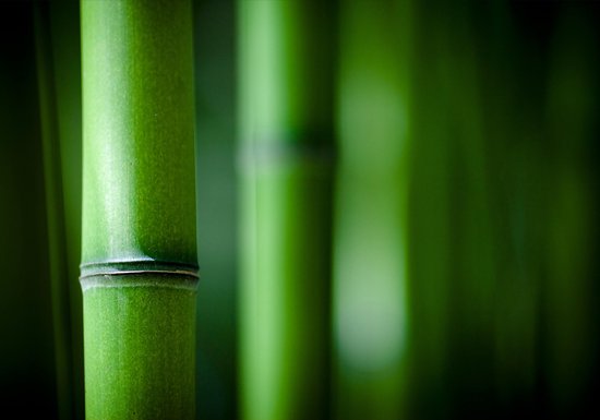 Dibond - Zen - bamboe in groen - 50 x 75 cm.