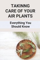 Takinng Care Of Your Air Plants: Everything You Should Know