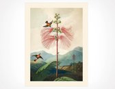 Naturalis Unlimited art print  in passe-partout 40x50 Temple of Flora - IV