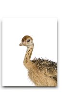 Schilderij  Safari Baby Struisvogel - Kinderkamer - Dieren Schilderij - Babykamer / Kinder Schilderij - Babyshower Cadeau - Muurdecoratie - 50x40cm - FramedCity