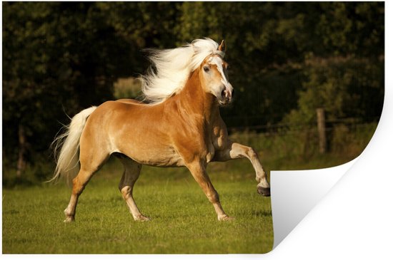 Muurstickers - Sticker Folie - Haflinger paard in galop - 60x40 cm - Plakfolie - Muurstickers Kinderkamer - Zelfklevend Behang - Zelfklevend behangpapier - Stickerfolie