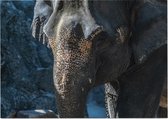 Aziatische olifant - Foto op Posterpapier - 70 x 50 cm (B2)