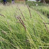 6x Sesleria autumnalis - Blauwgras - Pot 9x9 cm