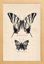 JUNIQE - Poster met houten lijst Butterfly Engraving -13x18 /Bruin &