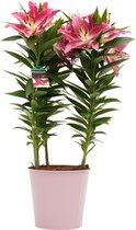 Decorum Lelie 'Starlight Express' (Roze) in zink ↨ 55cm - planten - binnenplanten - buitenplanten - tuinplanten - potplanten - hangplanten - plantenbak - bomen - plantenspuit