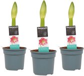 Hippeastrum Sweet Pink (3 stuks) ↨ 25cm - 3 stuks - hoge kwaliteit planten