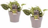 Duo Scindapsus Pictus Trebie met potten Anna Taupe ↨ 15cm - 2 stuks - hoge kwaliteit planten