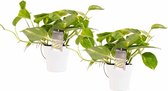 Duo Scindapsus Aureum met potten Anna White ↨ 15cm - 2 stuks - hoge kwaliteit planten