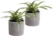 Duo graslelie in keramiek (grijs) ↨ 12cm - 2 stuks - hoge kwaliteit planten