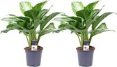 Duo Aglaonema Silver Bay ↨ 50cm - 2 stuks - hoge kwaliteit planten