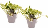 Duo Scindapsus Marble Queen met potten Anna Taupe ↨ 15cm - 2 stuks - hoge kwaliteit planten
