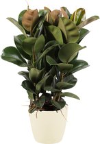 Ficus Elastica in ELHO sierpot (soap) ↨ 90cm - hoge kwaliteit planten