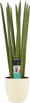 Sansevieria Cylindrica straight met Elho brussels soap ↨ 70cm - hoge kwaliteit planten