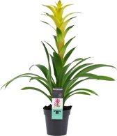 Decorum Guzmania Hilda ↨ 60cm - planten - binnenplanten - buitenplanten - tuinplanten - potplanten - hangplanten - plantenbak - bomen - plantenspuit