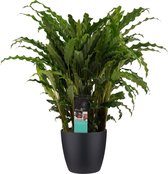 Calathea Bluegrass met Elho brussels living black ↨ 60cm - hoge kwaliteit planten