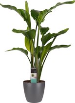 Strelitzia Nicolai - Elho brussels antracite ↨ 75cm - hoge kwaliteit planten