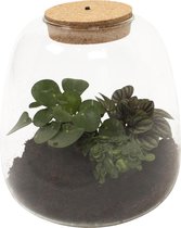 Plant Puzzel ® Discover the World Ecosysteem met verlichting ↨ 25cm - hoge kwaliteit planten