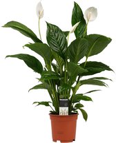 Decorum Spathiphyllum Vivaldi ↨ 60cm - planten - binnenplanten - buitenplanten - tuinplanten - potplanten - hangplanten - plantenbak - bomen - plantenspuit