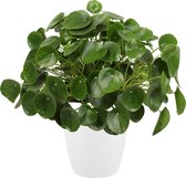 Pannenkoekenplant XL in ELHO sierpot (wit) ↨ 50cm - planten - binnenplanten - buitenplanten - tuinplanten - potplanten - hangplanten - plantenbak - bomen - plantenspuit