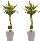 Duo 2 x Dracaena Sandriana white met Anna taupe ↨ 45cm - 2 stuks - hoge kwaliteit planten