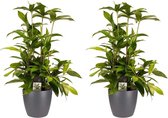 Duo 2x Dracaena Surculosaet Elho brussels antracite ↨ 55cm - 2 stuks - hoge kwaliteit planten