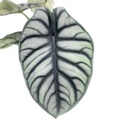 Alocasia Silver Dragon