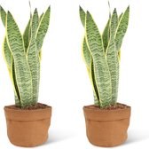 We Love Plants - Sansevieria Laurentii + Plantbag Terra - 2 stuks - 40 cm hoog - Vrouwentong