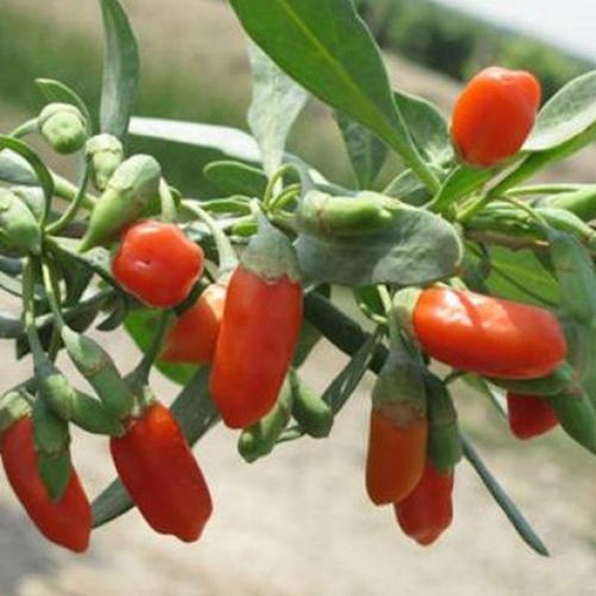 Goji Bes zaden