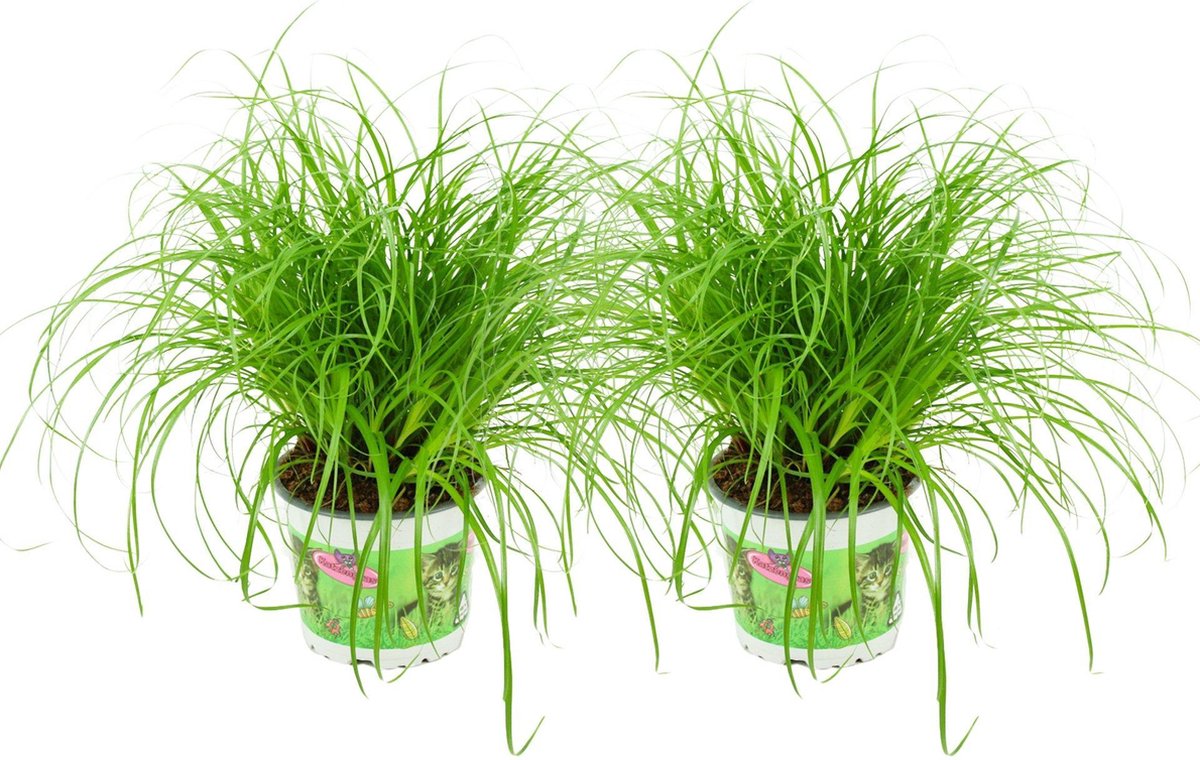 ZynesFlora Cyperus Zumula - 2 Stuks - Kattengras - Ø 12 cm - Hoogte: 25-30 cm - Cyperngras Kamerplant