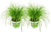 ZynesFlora - Cyperus - Kattengras - 2 Stuks - Ø 12 cm - Hoogte: 25-30 cm - Kamerplant