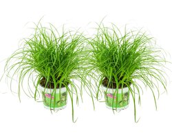 ZynesFlora Cyperus Zumula - 2 Stuks - Kattengras - Ø 12 cm - Hoogte: 25-30 cm - Cyperngras Kamerplant