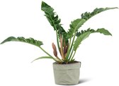 We Love Plants - Philodendron Narrow + Plantbag Jade - 55 cm Hoog - Schaduwplant